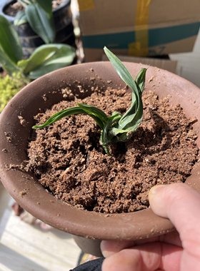 贵州龙兰花全国形象大使玉侠崔涛亲种的贵州龙兰花大苗国宝级兰花