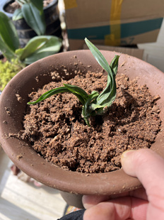 贵州龙兰花全国形象大使玉侠崔涛亲种 贵州龙兰花大苗国宝级兰花