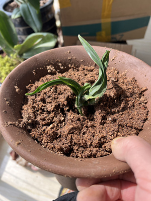 贵州龙兰花全国形象大使玉侠崔涛亲种的贵州龙兰花大苗国宝级兰花