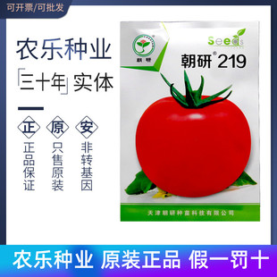 番茄种子种籽 包邮 大果粉红 高产耐贮运 中早熟 朝研219