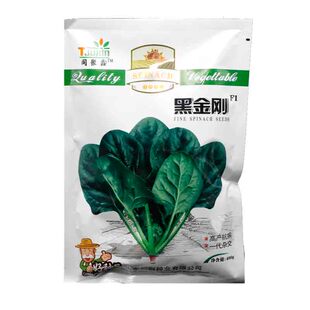 同聚鑫黑金刚杂交菠菜种子黑叶肉厚菠菜籽耐抽苔耐寒秋冬