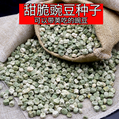 甜脆豌豆种子甜豌豆种籽