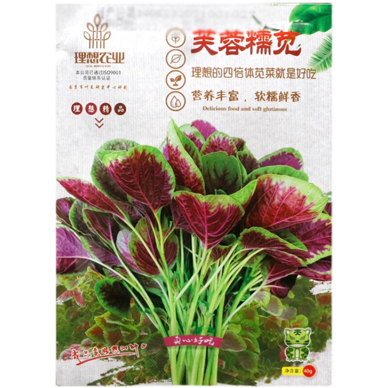 理想芙蓉糯四倍体一点红苋菜种子图片