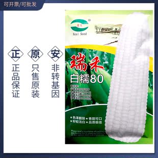 瑞禾白糯80白糯玉米种子白玉米种籽