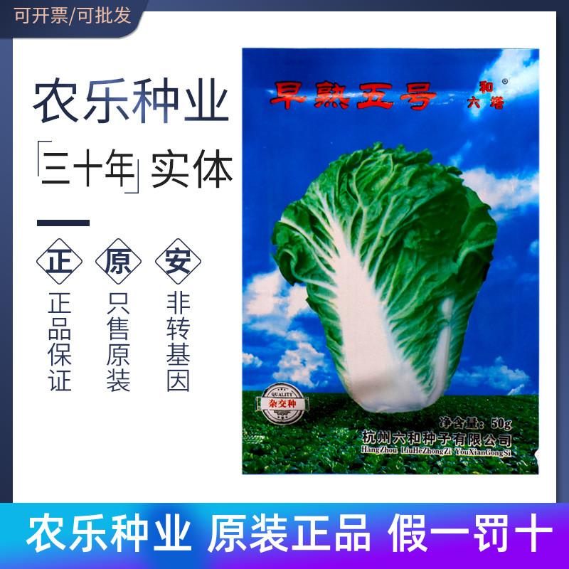 六和塔 早熟五號(hào)5號(hào)大白菜種子種籽 早熟雜交白菜籽50天
