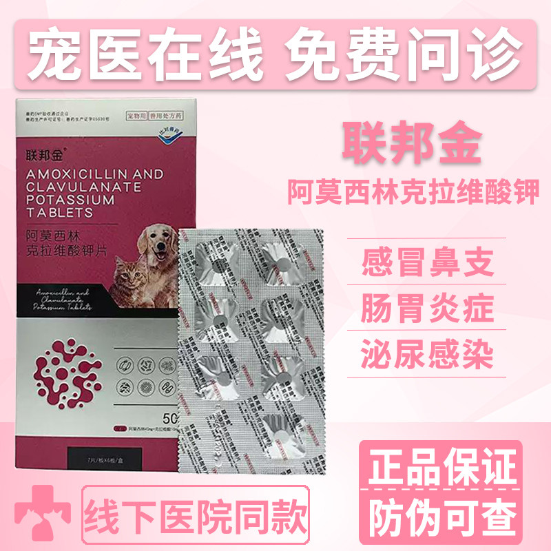 联邦金阿莫西林猫鼻支广谱消炎