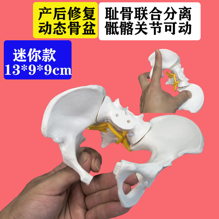 요가 수업|산부인과 학교 여성 동적 골반 모델 이동식 분리 골반 데모 디스플레이 교육 모델