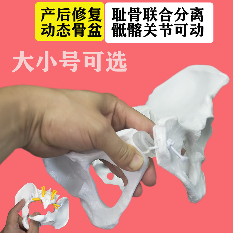 요가 수업|산부인과 학교 여성 동적 골반 모델 이동식 분리 골반 데모 디스플레이 교육 모델