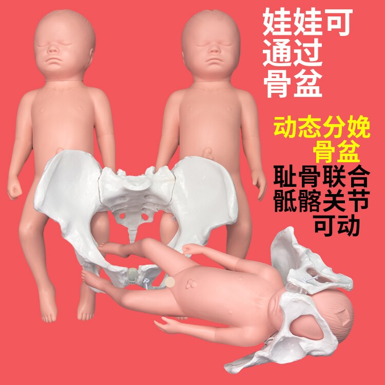 瑜伽班动态女性助产分娩示教骨盆模型含仿真娃娃 产科展示模型