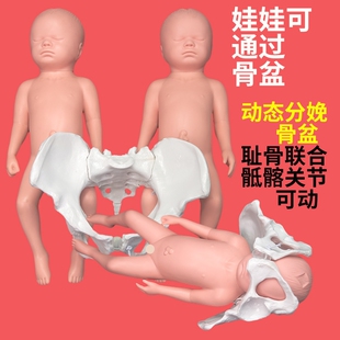 瑜伽班动态女性助产分娩示教骨盆模型含仿真娃娃 产科展示模型