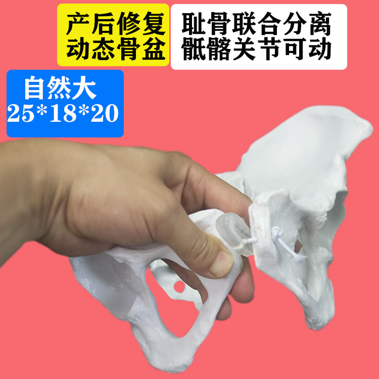 요가 수업|산부인과 학교 여성 동적 골반 모델 이동식 분리 골반 데모 디스플레이 교육 모델