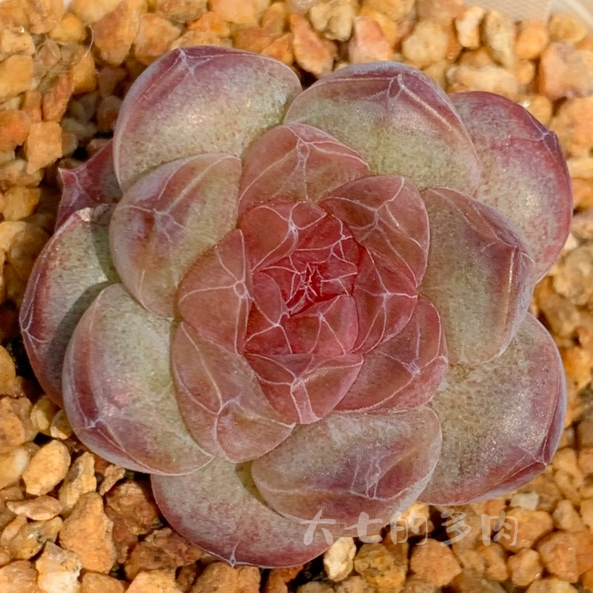 糖心优选1大七的多肉一物一拍