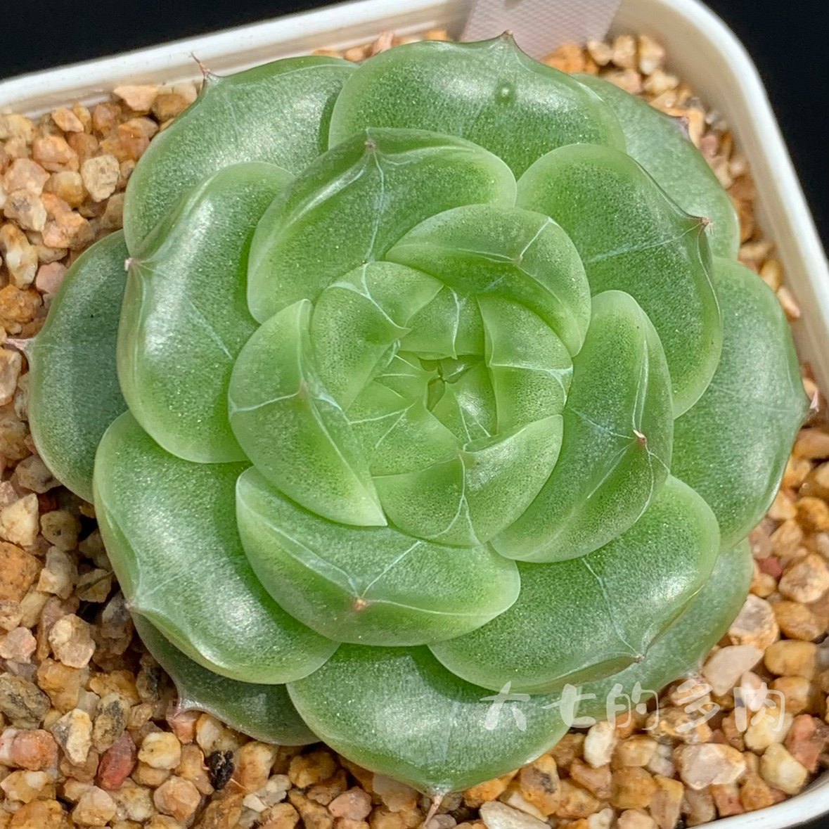 白银祭司珍妮一物一拍大七的多肉