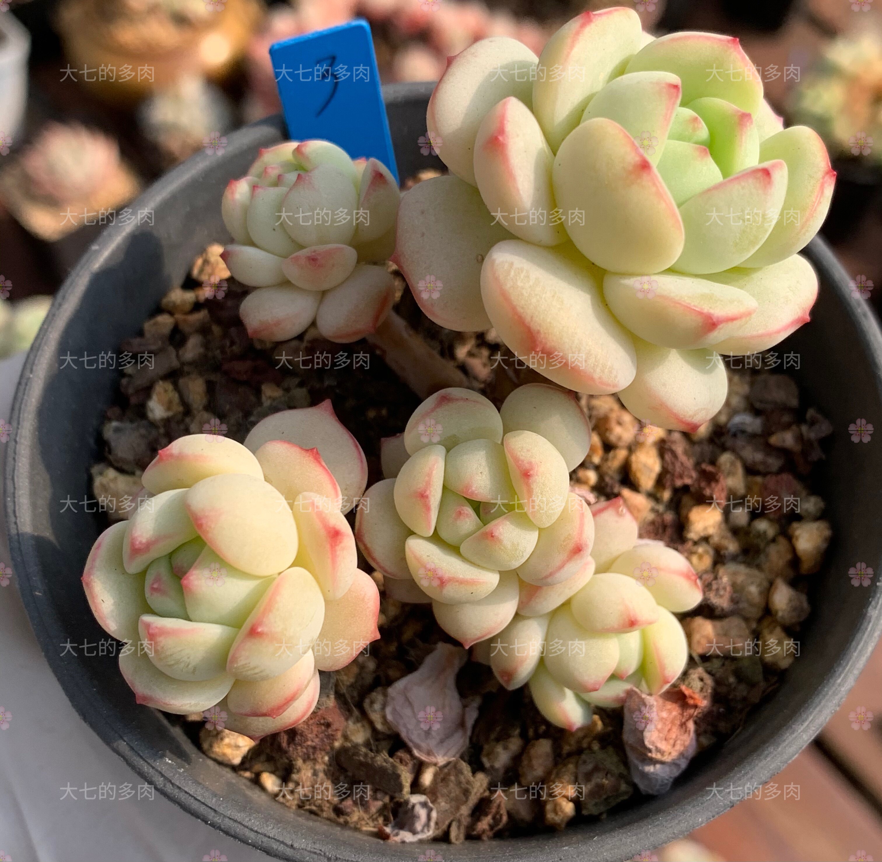 香草 丸叶 控养老桩群造型桩 多肉植物 一物一拍 大七的多肉