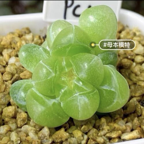 有金财富pc14大七的多肉植物