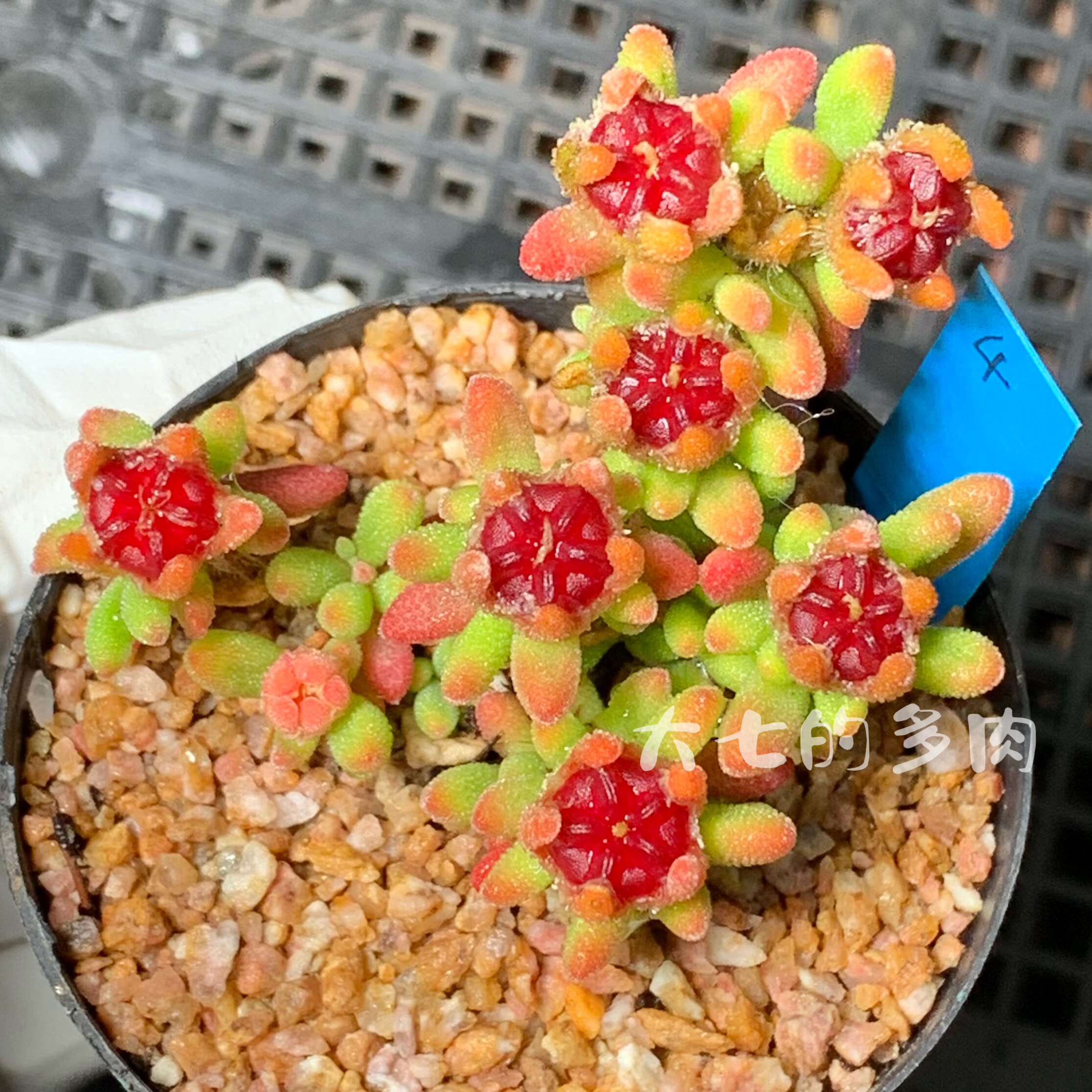 红宝石枝干番杏 亮晶晶宝石超美  多肉植物 一物一拍 大七的多肉