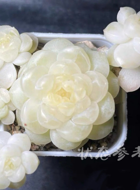 奶油财富c33 一物一拍 大七的多肉 多肉植物