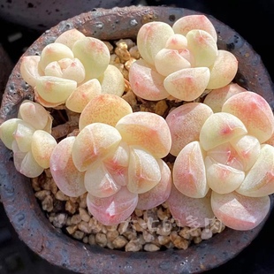 冰玉2 精控精养 糖心 群生 老桩 一物一拍 多肉植物 大七的多肉