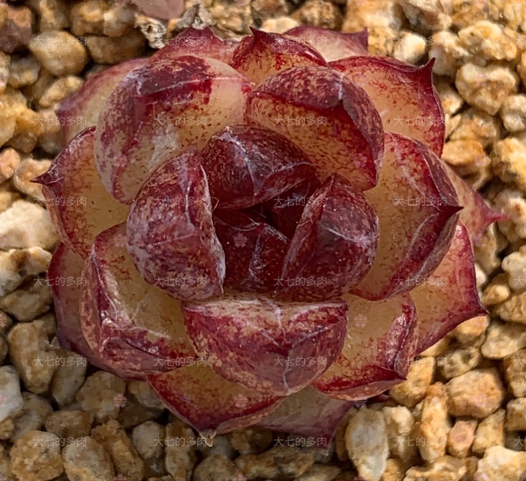 话梅糖大七的多肉一物一拍多个体