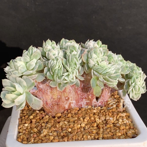 奶油贝瑞锦缀化一物一拍大七多肉