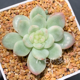 冰月亮锦 冰透很仙美 一物一拍 大七的多肉 多肉植物