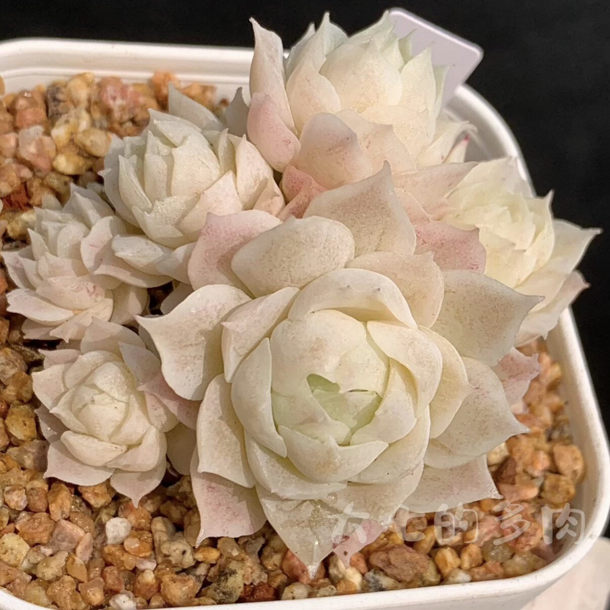玉簪 白体蕾丝冰花边 多肉植物 一物一拍 大七的多肉