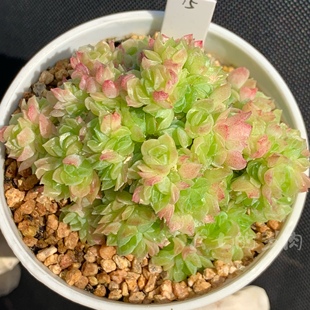 麦秆韩麦 大七 易群生母猪体 一物一拍 多肉 多肉植物 爱杜丽尔