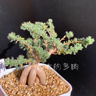 姬红小松 块根 枝干番杏嫁接砧木 一物一拍 大七的多肉 多肉植物