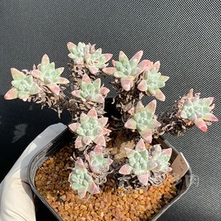 白菊仙女杯 丸叶白菊 老桩无砍 多肉植物 一物一拍 大七的多肉