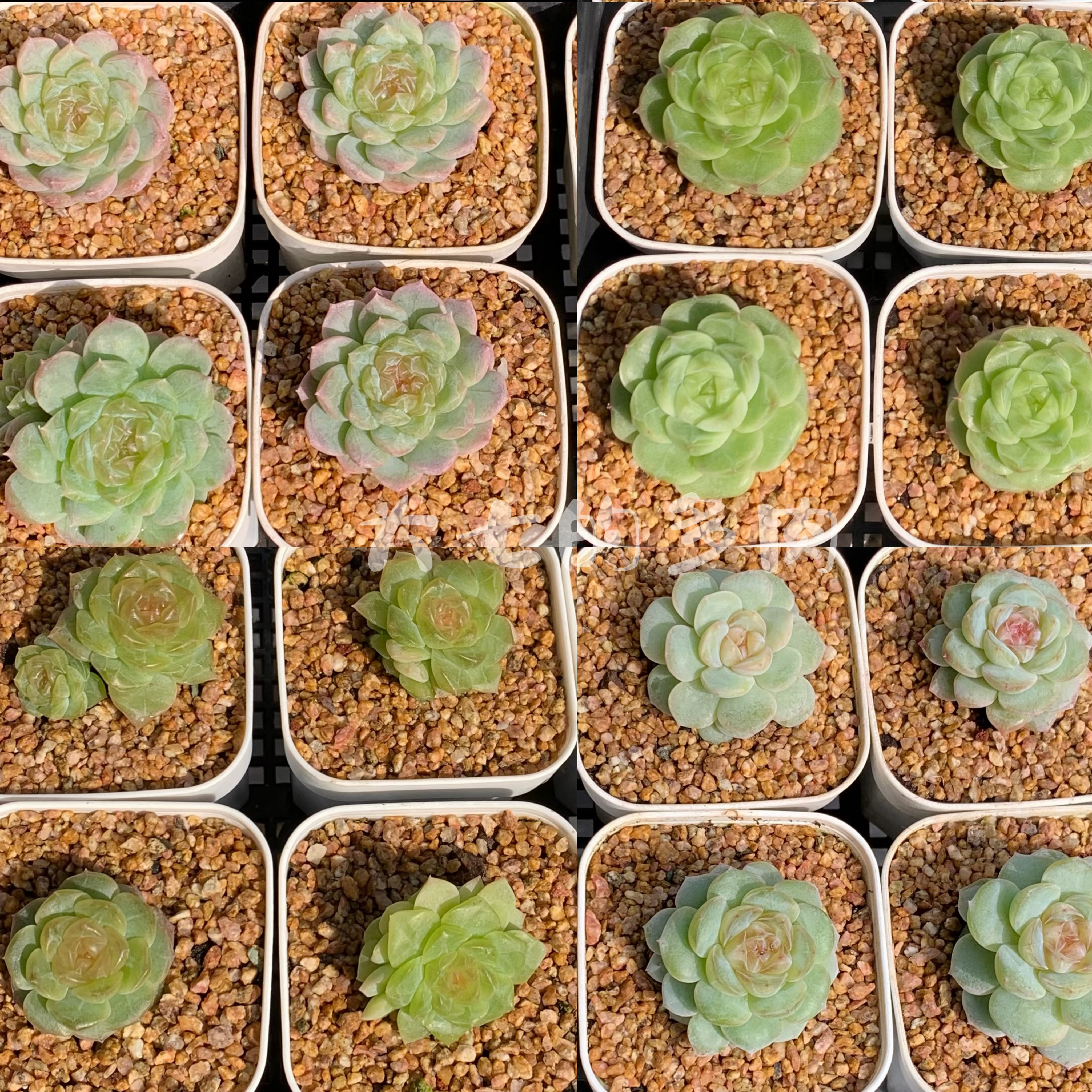 组合拼盘 框拍 切糕 更优惠 多品种 一物一拍 大七的多肉 植物