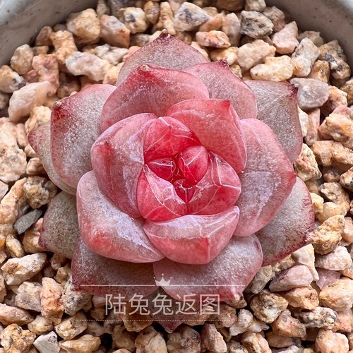 粉钻大七的多肉一物一拍