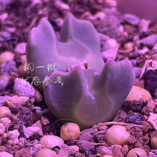 大眼睛空蝉 两年 一物一拍 大七的多肉 多肉植物