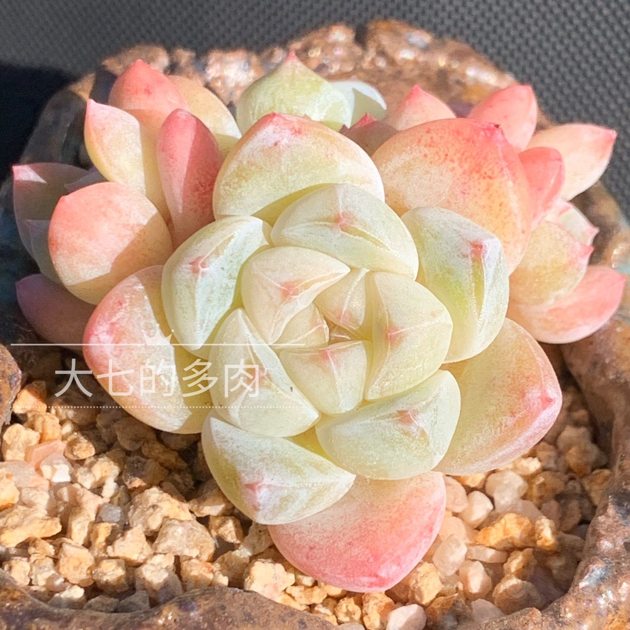 玉蝴蝶 冰玉优选 叶型更小更白透 多肉植物 大七的多肉  一物