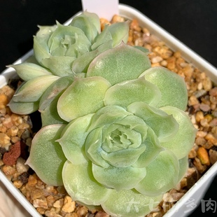 水晶虾饺 包品种 多肉植物 一物一拍 大七的多肉