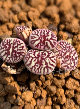 RR714超墨 超级墨小锥群生 肉锥 一物一拍 大七的多肉