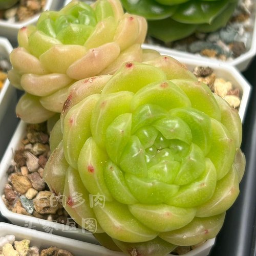 M100多肉植物大七的多肉一物一拍