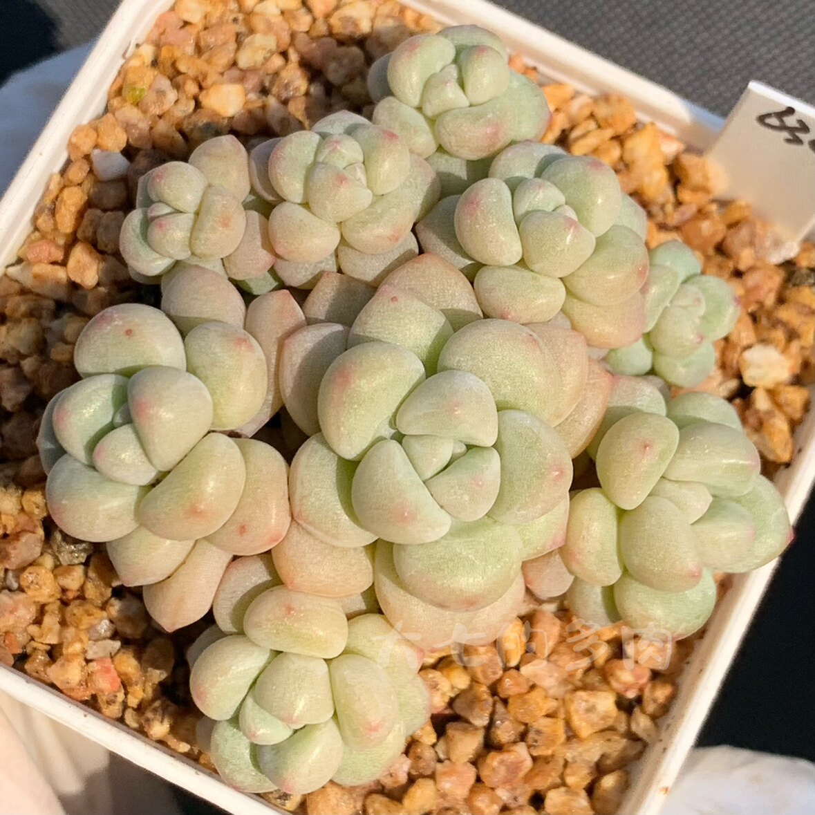 泡泡糖 可爱果冻质感 群生 多肉植物 一物一拍 大七的多肉