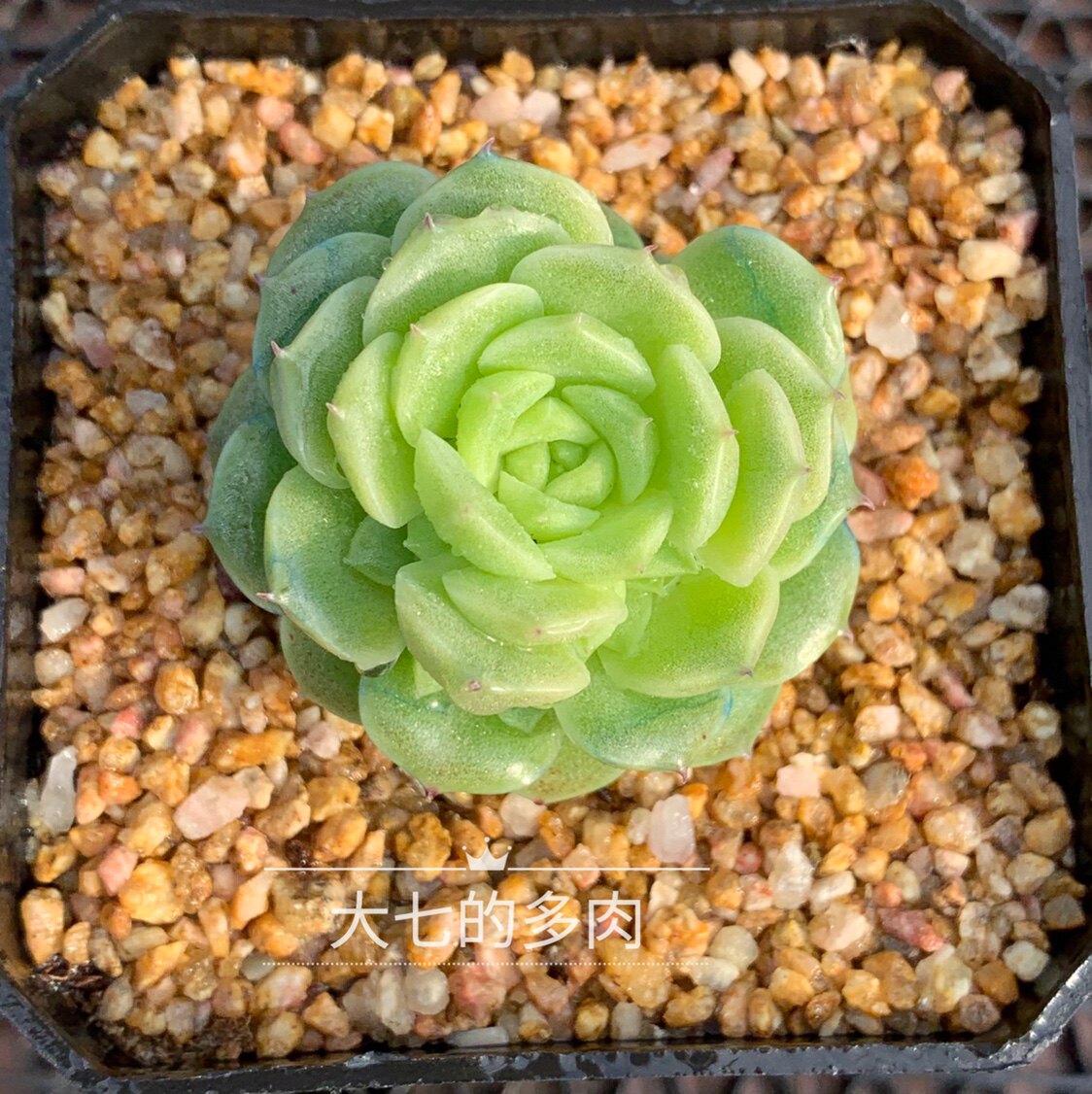 eko 经典韩麦 油透麦秆 多肉植物 一物一拍 大七的多肉