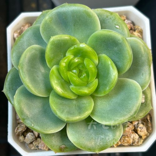 宝宝绿大七的多肉一物一拍