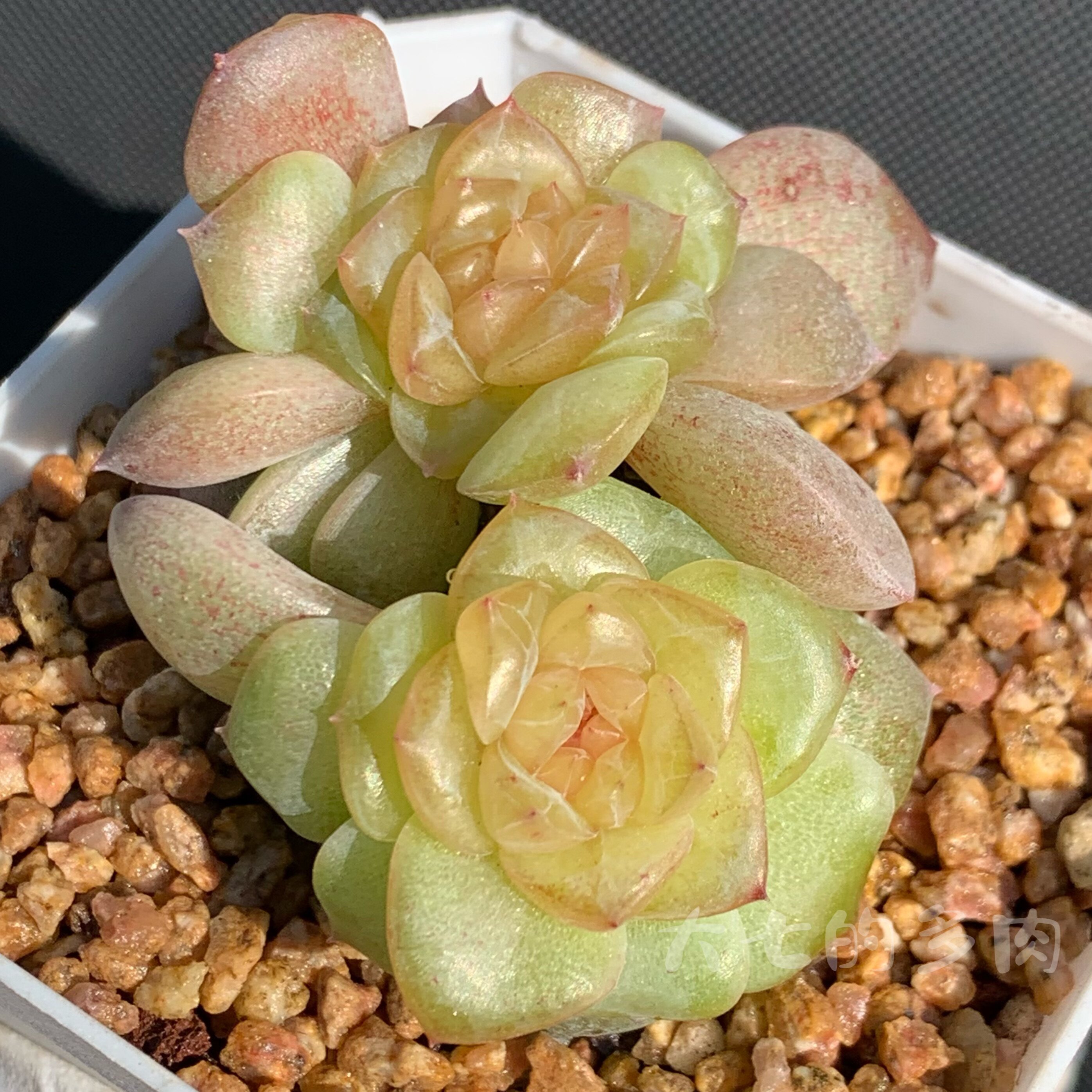 梨花暮雨大七的多肉一物一拍