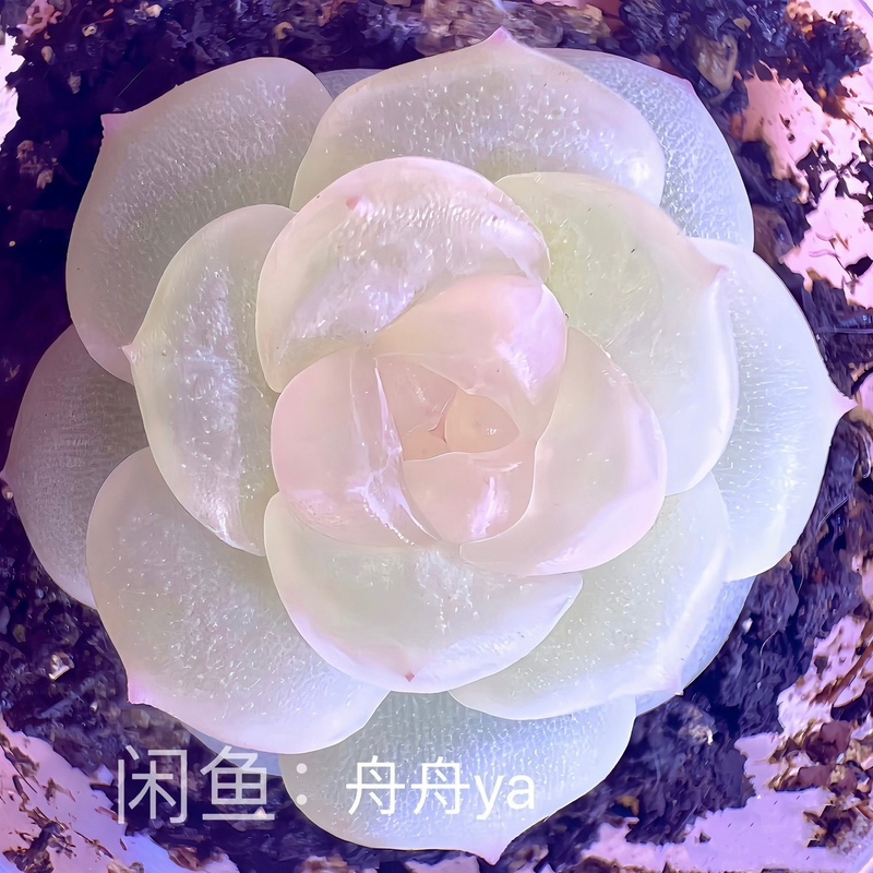 谪仙甜心一物一拍大七的多肉