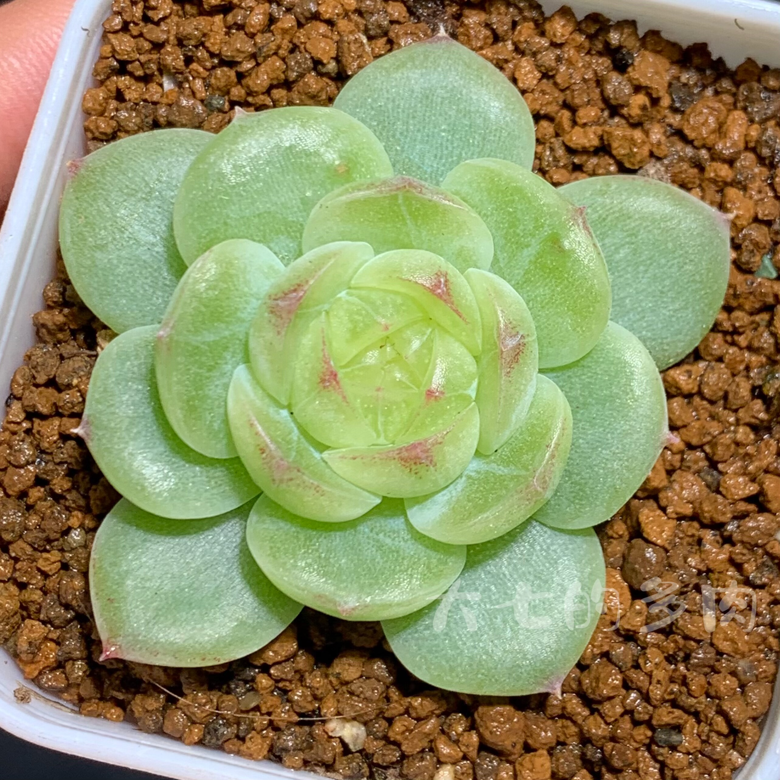 翡翠流心一物一拍大七的多肉