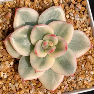 朱比玛丽亚覆轮锦 一物一拍 大七的多肉 多肉植物