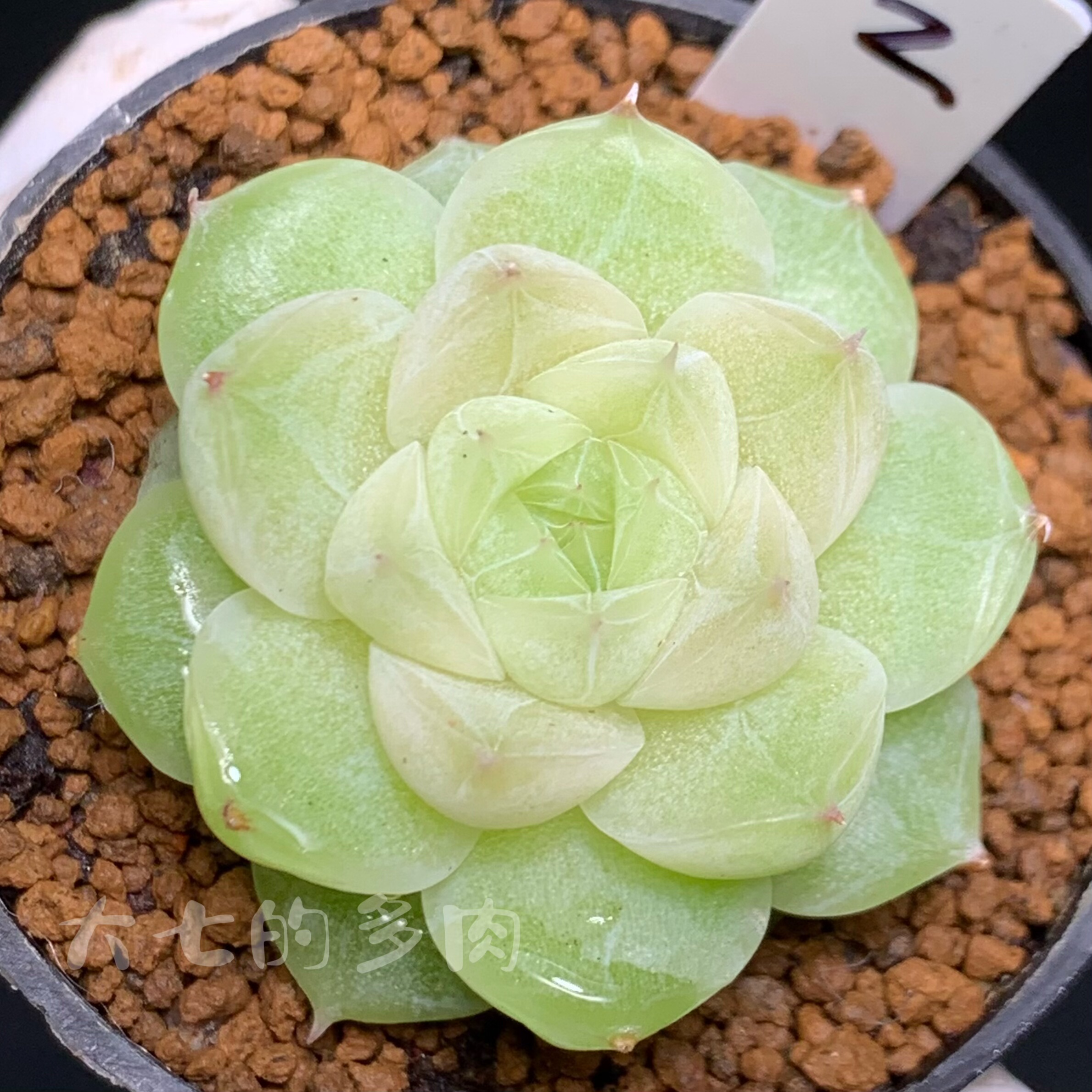 优选白底包子麦秆一物一拍大七