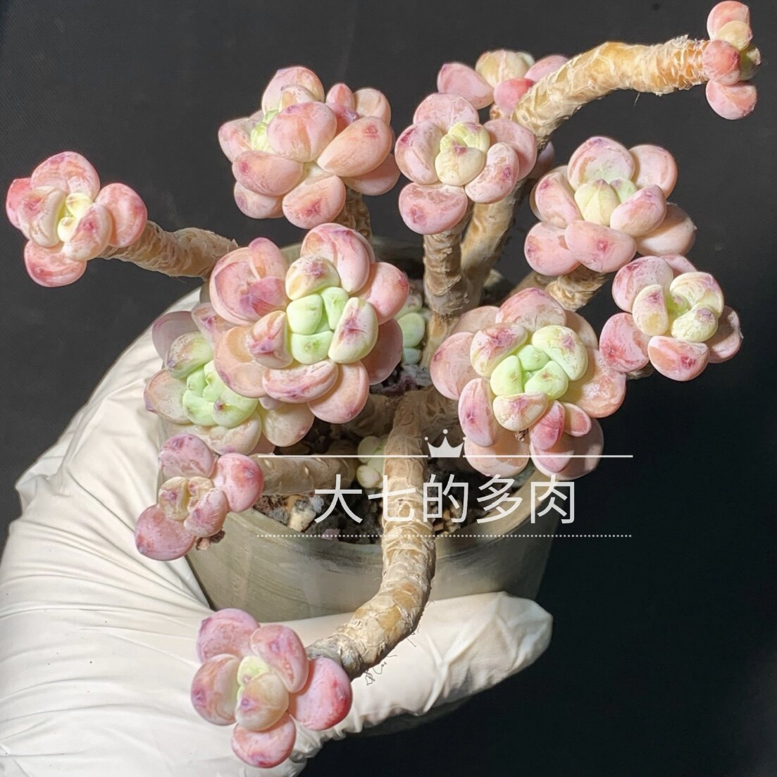 罗琦/劳尔 圆圆果冻色 带香味老桩 多肉植物 一物一拍 大七的多肉