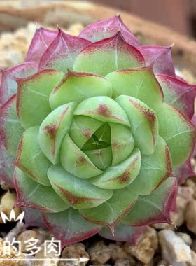 麦秆杂交糖心混合 特惠链接1  多肉植物一物一拍 大七的多肉