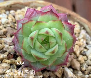 麦秆杂交糖心混合 特惠链接1  多肉植物一物一拍 大七的多肉