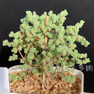 莱斯枝干番杏 莱迪史密斯 新品 多肉植物 一物一拍 大七的多肉