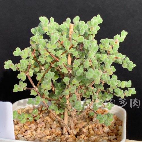 莱斯枝干番杏大七的多肉一物一拍