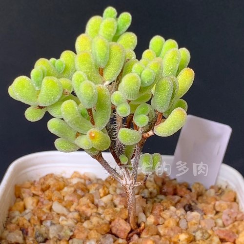 小星星枝干一物一拍大七的多肉